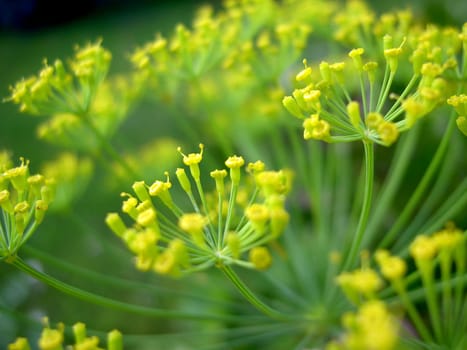 Dill
