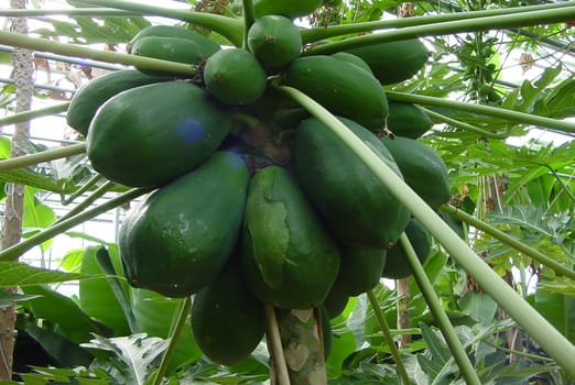 Papaya