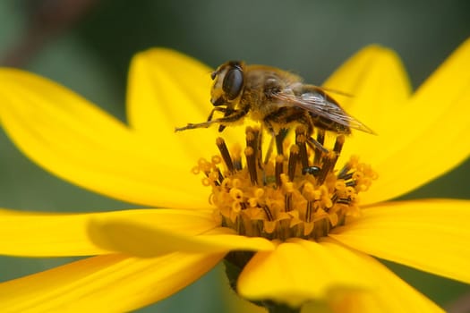 when collecting nectar