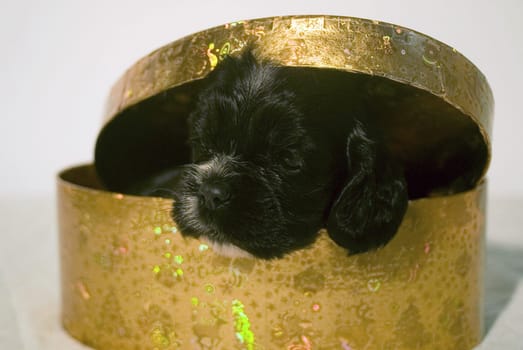 A dog ́s for life and not for Christmas