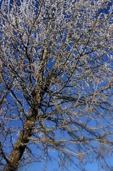 Tree with hoarfrost coating in front of blue sky