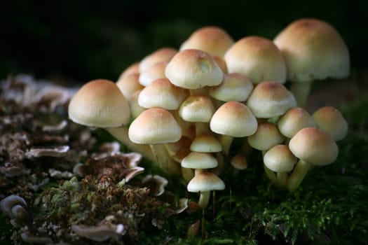 Sulfur tuft