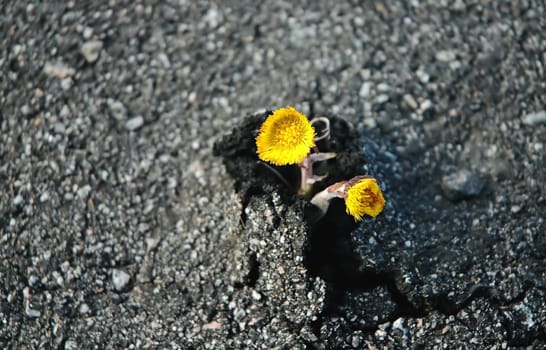 Strength does not grow from physical strength------rather,from indomitable will---------Mahatma Gandhi