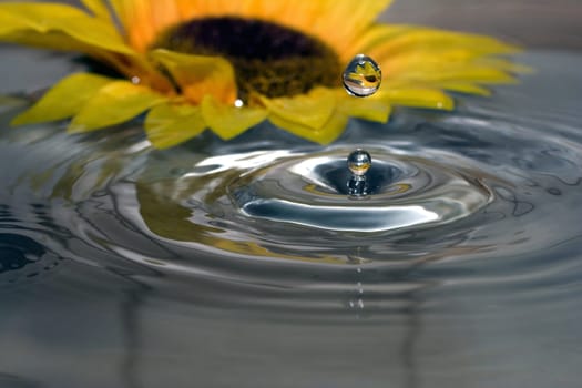 Sunflower Drops