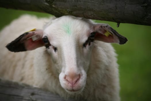 Sheep in a pasture
