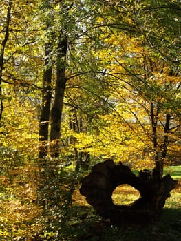 Forest History