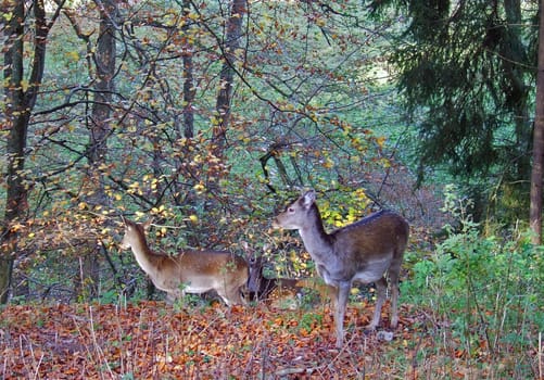 Fallow deer