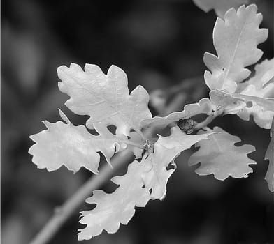 Oak leaves: The oak is considered the "German tree"". The hard wood and the late falling leaves made the oak a symbol of immortality and steadfastness even among the Germanic tribes. Since Romanticism,the oak has also been considered a symbol of loyalty"