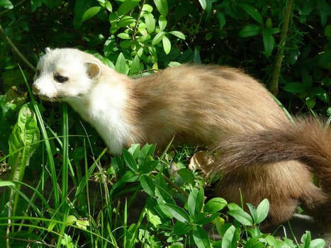 Marten