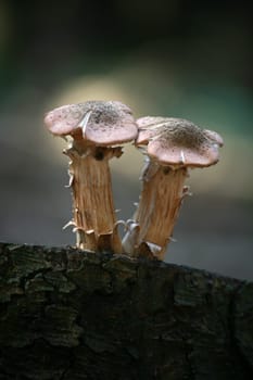 Two young Hallimasche on a tree stump