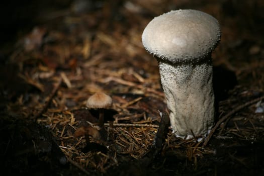 Lycoperdon perlatum