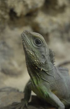 Lizard