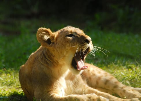 If you are so small,then you can still yawn in public.......!