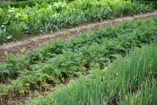 Kitchen garden