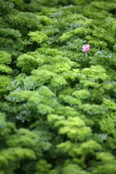 Here,a red clover has strayed into the parsley bed