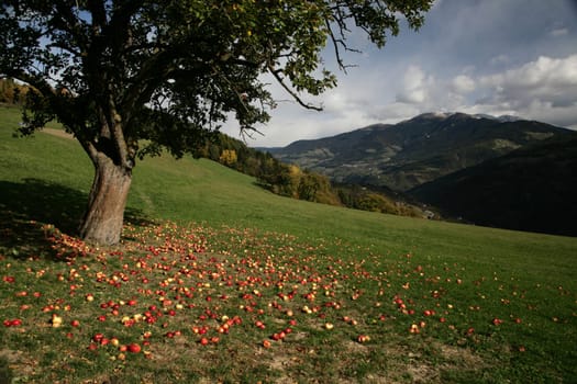 Apple tree