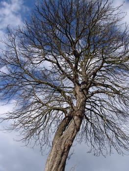 Leafless tree