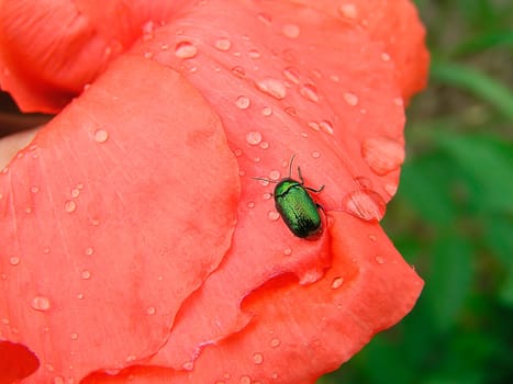 Poppy - Beetle