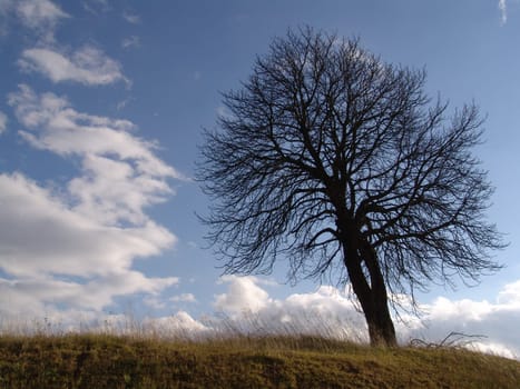 Crooked tree