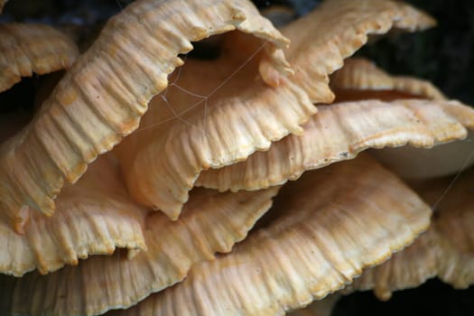 Sulfur pore