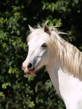 Pony portrait