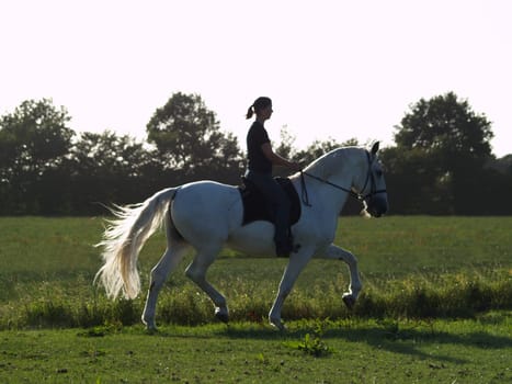 Kladruber at a trot