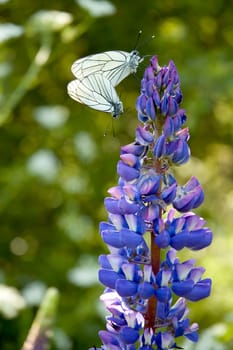 Butterflies