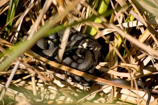 grass snake