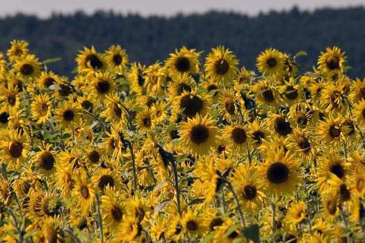Sea of flowers