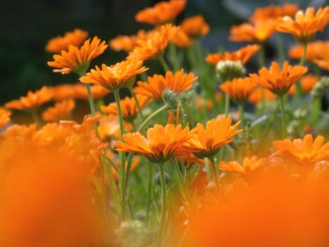Marigolds