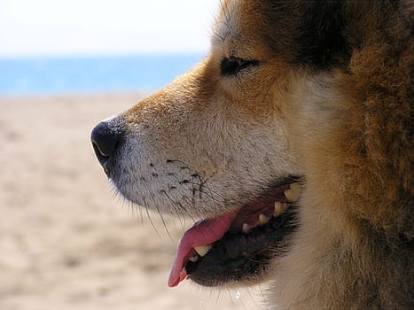He would much rather have dog weather