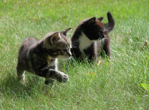 little cats in the grass