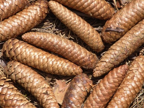 Spruce cone
