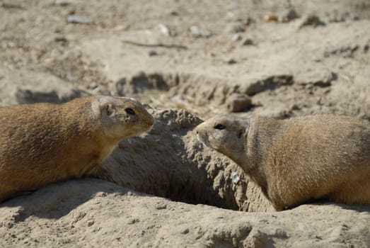 And the marmots look forever