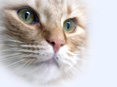 Cat portrait