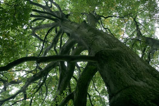 View into the crown of a mighty beech tree