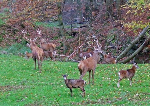 Deer and goats