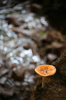 Young toadstool on a stream bank