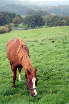 Horse