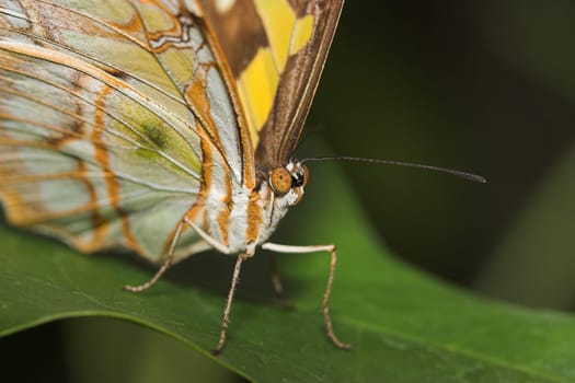 Butterfly II