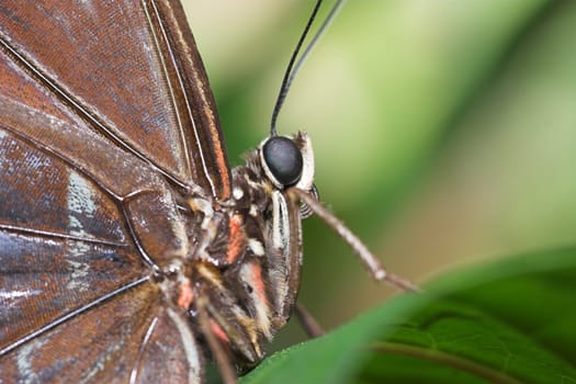Butterfly IV