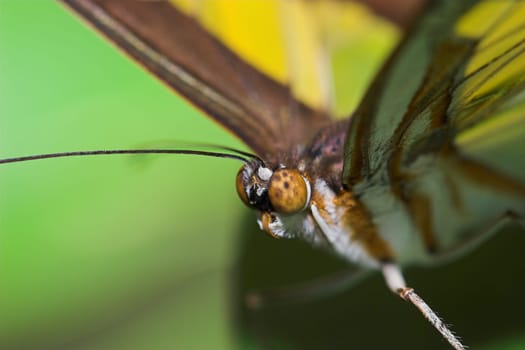 Butterfly III