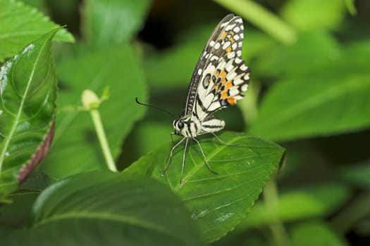 Butterfly V