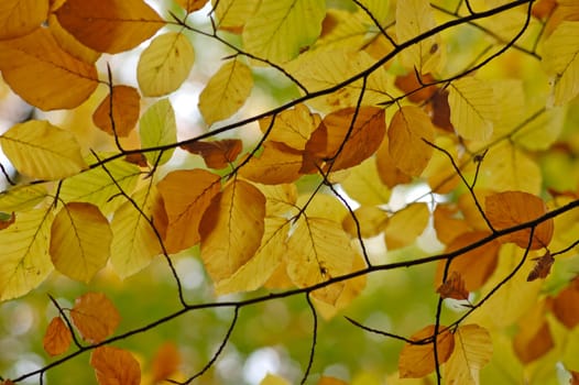 Leaves in autumn