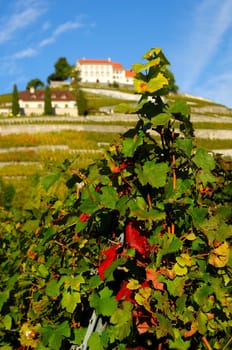 In the wine-growing region of Lavaux,Vaud Riviera,Vaud,Switzerland