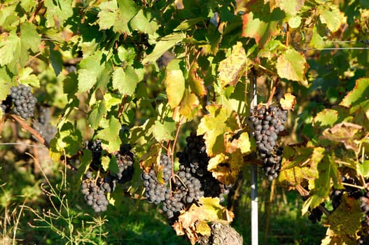 Vine