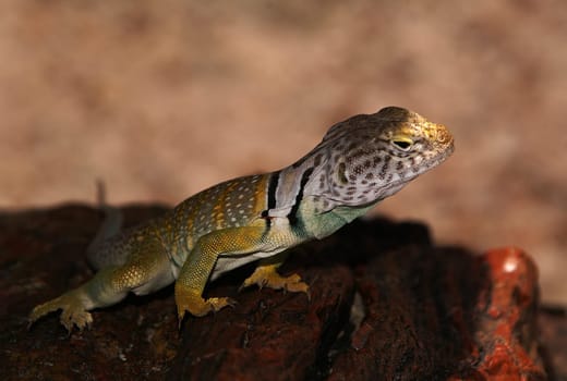 We discovered it in the Petrified Forest NP. He sat in the shade on a petrified log,which also gave the park its name.  Here is some more information about the collared iguana: His homeland is the United States,from Arizona to Mexi