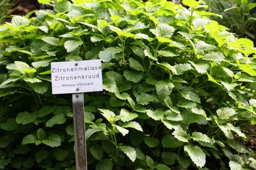 Lemon balm