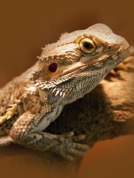 Bearded dragon