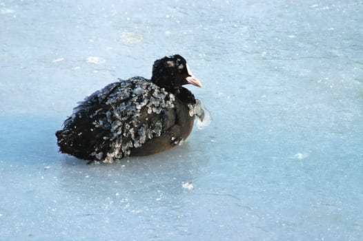 Since I'm rummaging through the archive at the moment,I can also find some winter pictures. I hope it won't be as icy this winter as it was last winter!  In the end,the blue rails had little chance of surviving. Every day we were at the lake with a ri